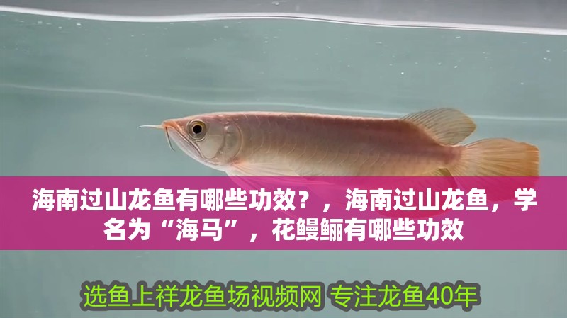 海南過山龍魚有哪些功效？，海南過山龍魚，學(xué)名為“海馬”，花鰻鱺有哪些功效