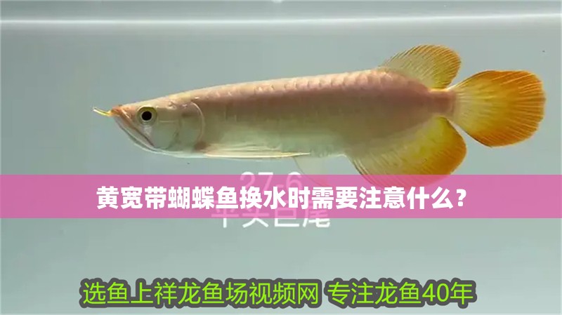 黃寬帶蝴蝶魚換水時(shí)需要注意什么？