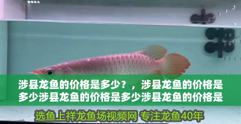 涉縣龍魚的價格是多少？，涉縣龍魚的價格是多少涉縣龍魚的價格是多少涉縣龍魚的價格是多少
