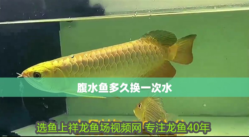 腹水魚多久換一次水