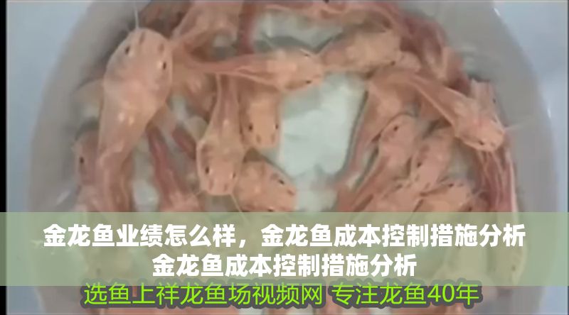 金龍魚業(yè)績怎么樣，金龍魚成本控制措施分析金龍魚成本控制措施分析