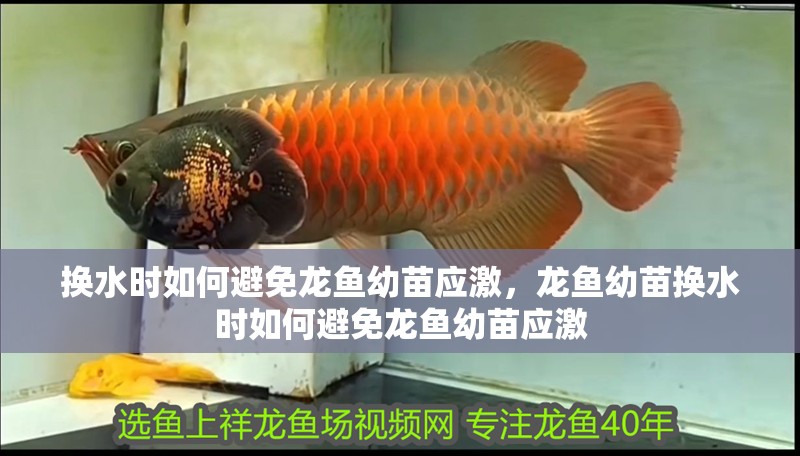 換水時如何避免龍魚幼苗應激，龍魚幼苗換水時如何避免龍魚幼苗應激