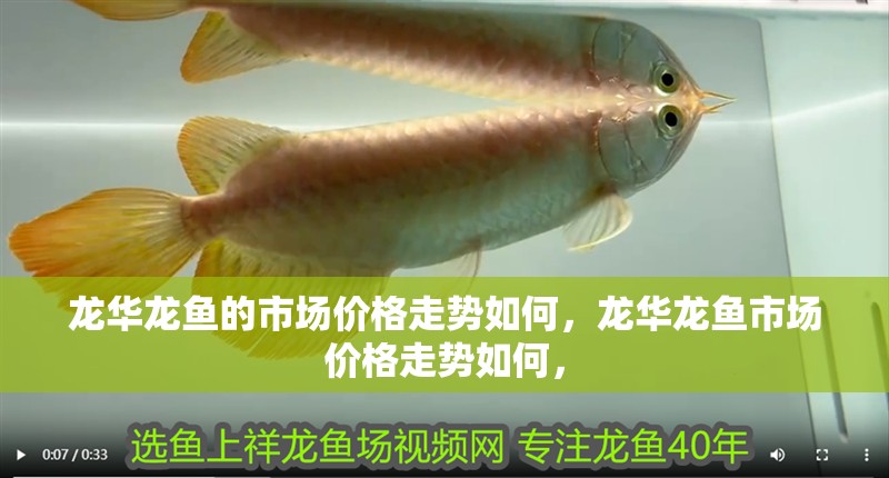龍華龍魚的市場價格走勢如何，龍華龍魚市場價格走勢如何，