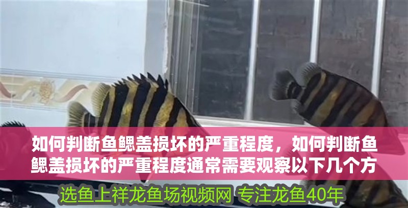 如何判斷魚鰓蓋損壞的嚴重程度，如何判斷魚鰓蓋損壞的嚴重程度通常需要觀察以下幾個方面