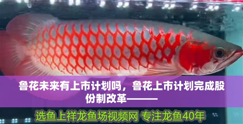 魯花未來有上市計劃嗎，魯花上市計劃完成股份制改革———