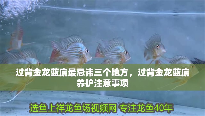 過背金龍藍底最忌諱三個地方，過背金龍藍底養(yǎng)護注意事項