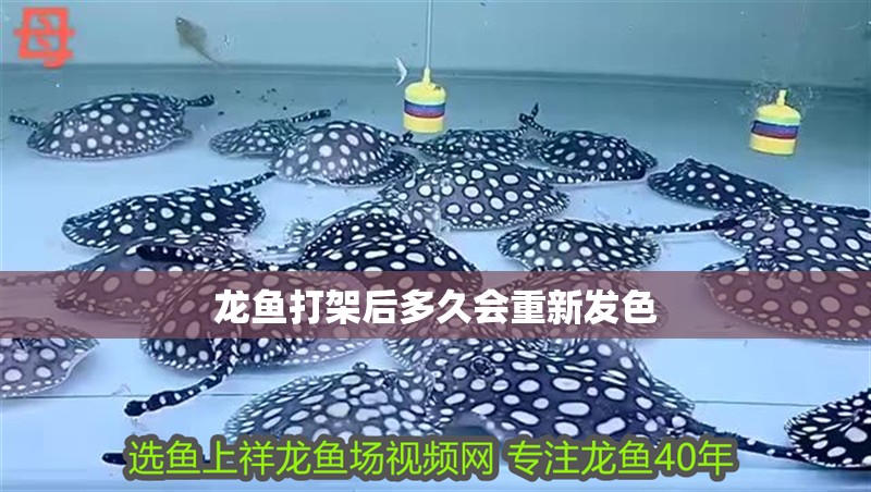 龍魚打架后多久會重新發(fā)色