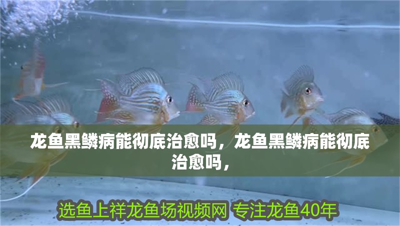 龍魚黑鱗病能徹底治愈嗎，龍魚黑鱗病能徹底治愈嗎，