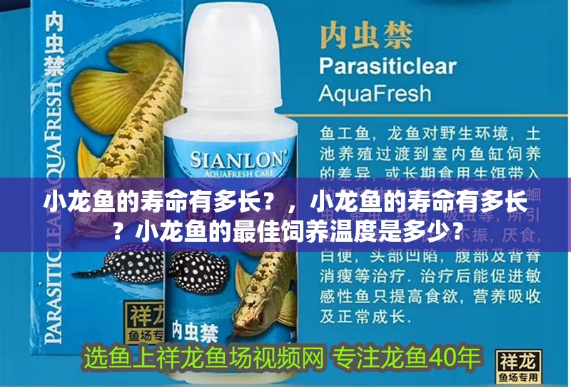 小龍魚的壽命有多長？，小龍魚的壽命有多長？小龍魚的最佳飼養(yǎng)溫度是多少？