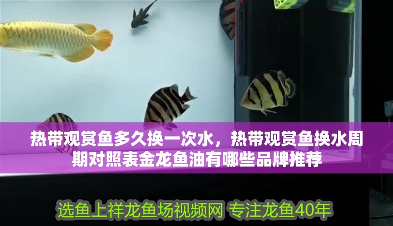 熱帶觀賞魚多久換一次水，熱帶觀賞魚換水周期對照表金龍魚油有哪些品牌推薦