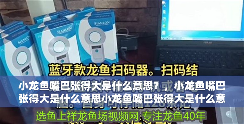 小龍魚嘴巴張得大是什么意思？，小龍魚嘴巴張得大是什么意思小龍魚嘴巴張得大是什么意思