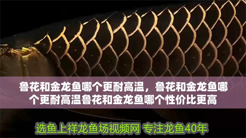 魯花和金龍魚(yú)哪個(gè)更耐高溫，魯花和金龍魚(yú)哪個(gè)更耐高溫魯花和金龍魚(yú)哪個(gè)性?xún)r(jià)比更高