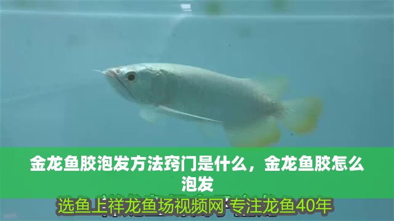 金龍魚膠泡發方法竅門是什么，金龍魚膠怎么泡發