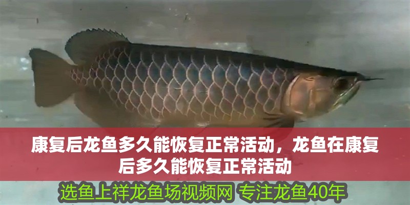 康復后龍魚多久能恢復正常活動，龍魚在康復后多久能恢復正常活動