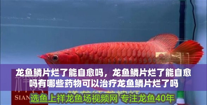 龍魚鱗片爛了能自愈嗎，龍魚鱗片爛了能自愈嗎有哪些藥物可以治療龍魚鱗片爛了嗎