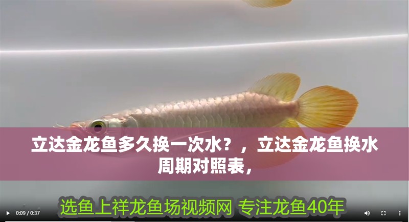 立達金龍魚多久換一次水？，立達金龍魚換水周期對照表，