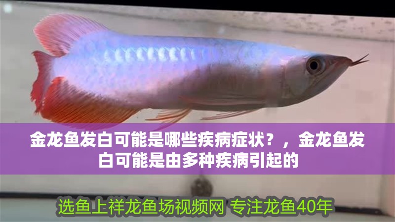 金龍魚發(fā)白可能是哪些疾病癥狀？，金龍魚發(fā)白可能是由多種疾病引起的