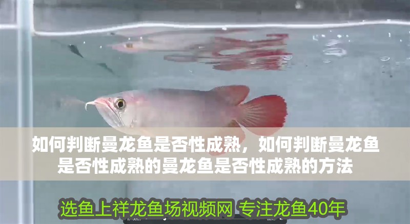 如何判斷曼龍魚是否性成熟，如何判斷曼龍魚是否性成熟的曼龍魚是否性成熟的方法