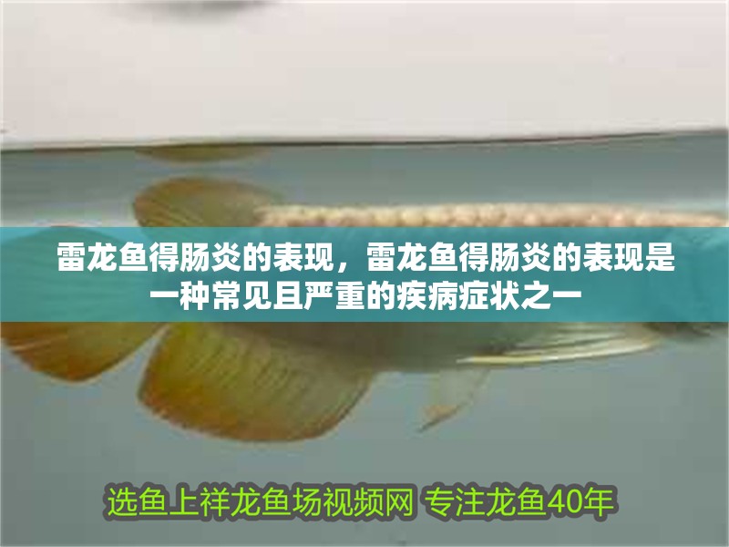 雷龍魚得腸炎的表現(xiàn)，雷龍魚得腸炎的表現(xiàn)是一種常見且嚴(yán)重的疾病癥狀之一