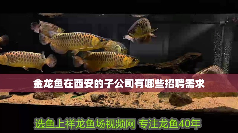 金龍魚在西安的子公司有哪些招聘需求