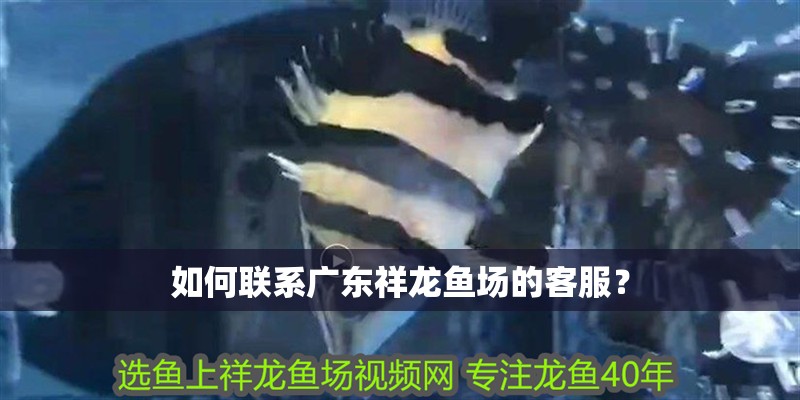 如何聯系廣東祥龍魚場的客服？