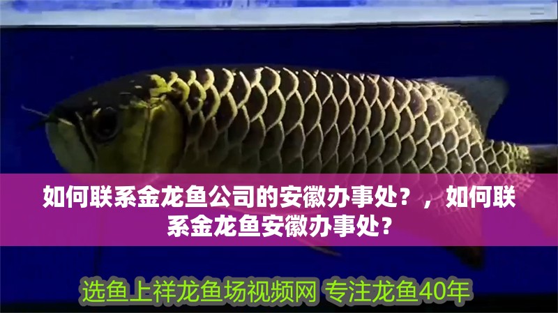 如何聯系金龍魚公司的安徽辦事處？，如何聯系金龍魚安徽辦事處？