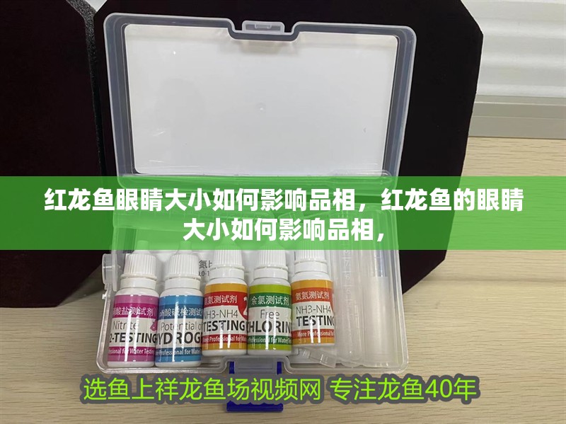 紅龍魚(yú)眼睛大小如何影響品相，紅龍魚(yú)的眼睛大小如何影響品相，