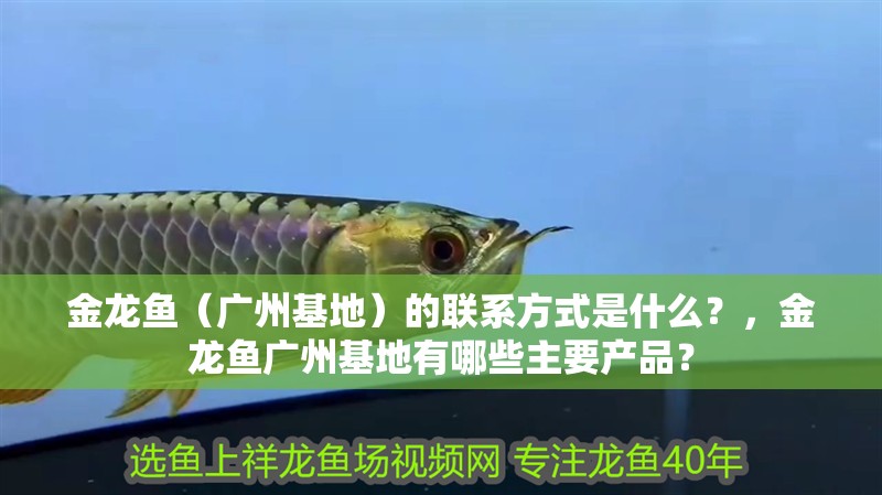 金龍魚(yú)（廣州基地）的聯(lián)系方式是什么？，金龍魚(yú)廣州基地有哪些主要產(chǎn)品？