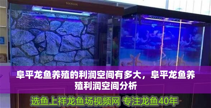 阜平龍魚養殖的利潤空間有多大，阜平龍魚養殖利潤空間分析