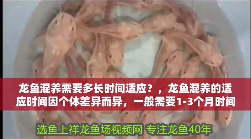 龍魚混養需要多長時間適應？，龍魚混養的適應時間因個體差異而異，一般需要1-3個月時間