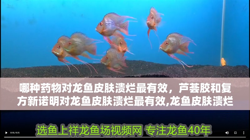 哪種藥物對龍魚皮膚潰爛最有效，蘆薈膠和復方新諾明對龍魚皮膚潰爛最有效,龍魚皮膚潰爛最有效