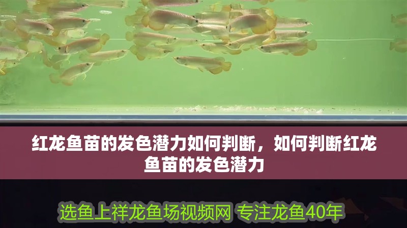 紅龍魚苗的發色潛力如何判斷，如何判斷紅龍魚苗的發色潛力