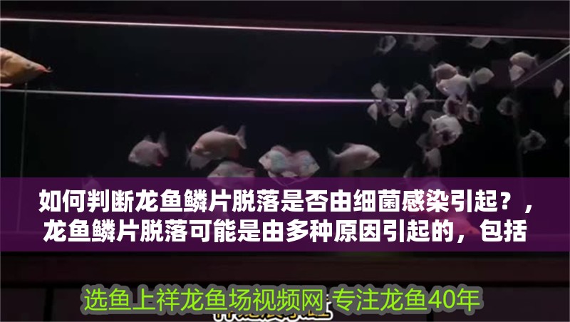 如何判斷龍魚鱗片脫落是否由細菌感染引起？，龍魚鱗片脫落可能是由多種原因引起的，包括細菌感染