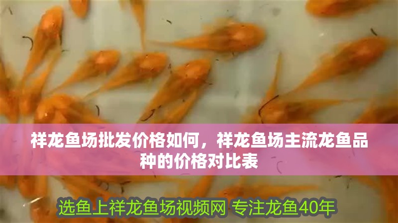 祥龍魚場批發價格如何，祥龍魚場主流龍魚品種的價格對比表