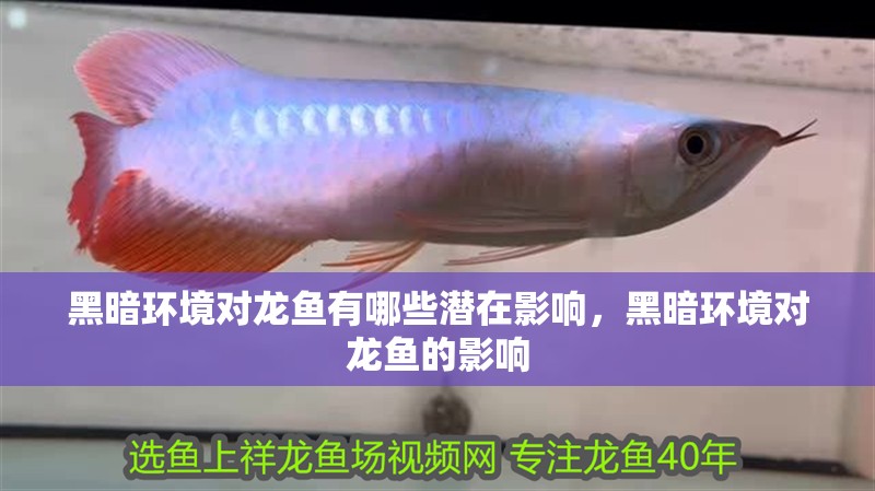 黑暗環境對龍魚有哪些潛在影響，黑暗環境對龍魚的影響
