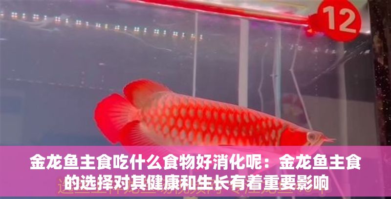 金龍魚主食吃什么食物好消化呢：金龍魚主食的選擇對其健康和生長有著重要影響 金龍魚主食吃什么食物好消化呢：金龍魚主食的選擇對其健康和生長有著重要影響 龍魚百科 第2張