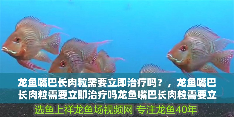 龍魚嘴巴長肉粒需要立即治療嗎？，龍魚嘴巴長肉粒需要立即治療嗎龍魚嘴巴長肉粒需要立即治療嗎
