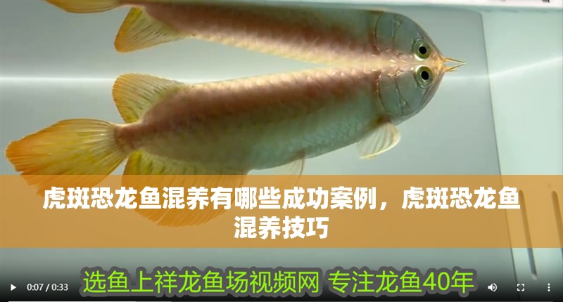 虎斑恐龍魚混養有哪些成功案例，虎斑恐龍魚混養技巧