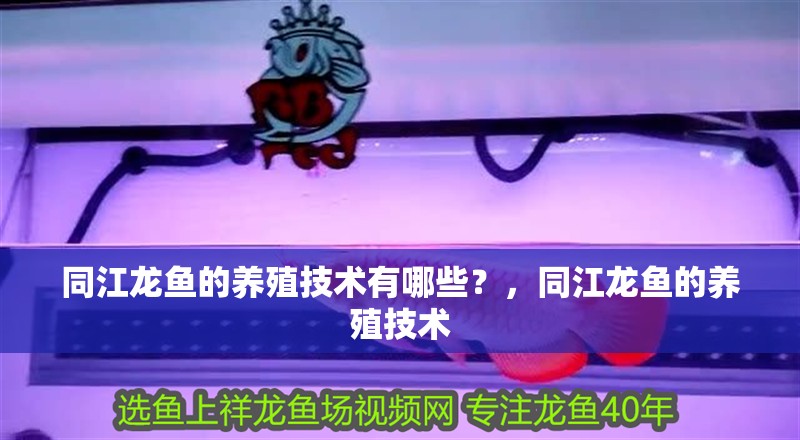 同江龍魚的養殖技術有哪些？，同江龍魚的養殖技術