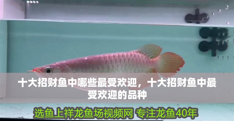 十大招財魚中哪些最受歡迎，十大招財魚中最受歡迎的品種