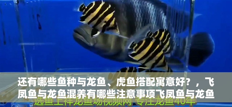 還有哪些魚種與龍魚、虎魚搭配寓意好？，飛鳳魚與龍魚混養(yǎng)有哪些注意事項(xiàng)飛鳳魚與龍魚混養(yǎng)