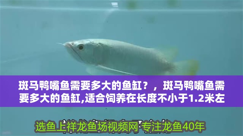 斑馬鴨嘴魚需要多大的魚缸？，斑馬鴨嘴魚需要多大的魚缸,適合飼養(yǎng)在長(zhǎng)度不小于1.2米左右