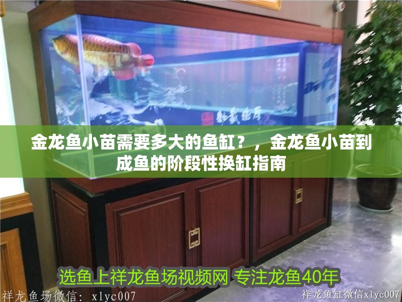 金龍魚小苗需要多大的魚缸？，金龍魚小苗到成魚的階段性換缸指南