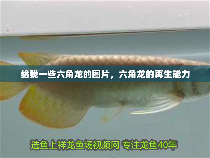 給我一些六角龍的圖片，六角龍的再生能力