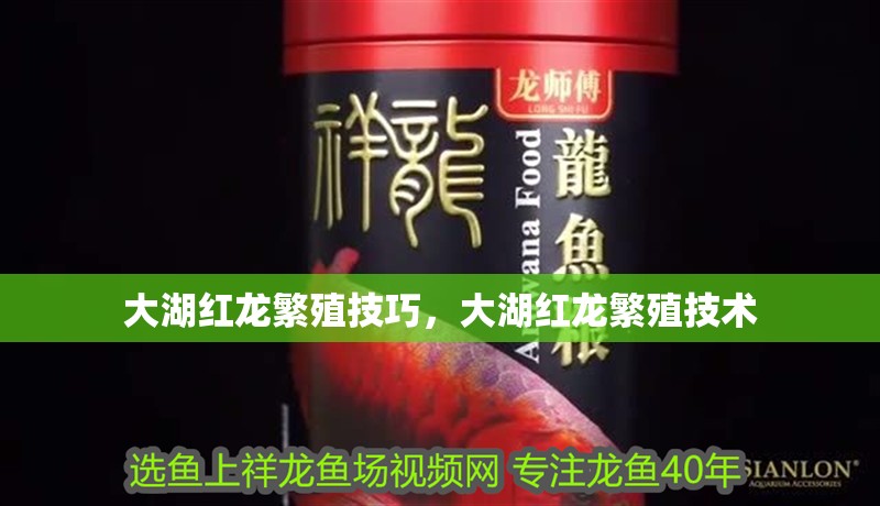 大湖紅龍繁殖技巧，大湖紅龍繁殖技術