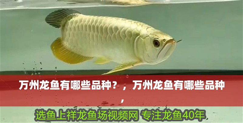 萬州龍魚有哪些品種？，萬州龍魚有哪些品種，