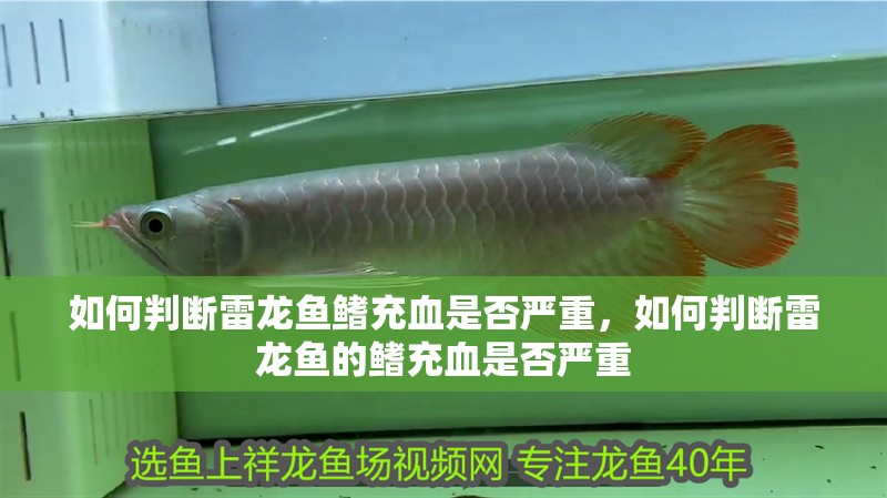 如何判斷雷龍魚鰭充血是否嚴重，如何判斷雷龍魚的鰭充血是否嚴重