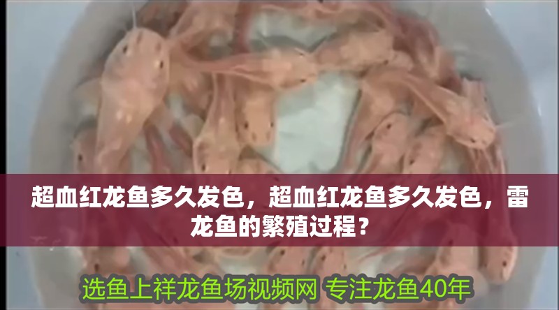 超血紅龍魚多久發色，超血紅龍魚多久發色，雷龍魚的繁殖過程？