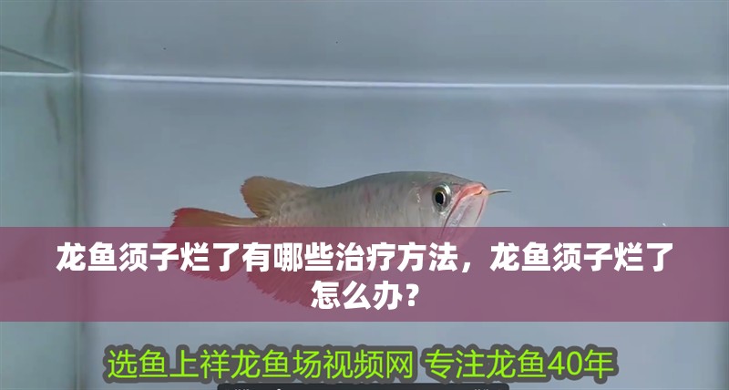 龍魚須子爛了有哪些治療方法，龍魚須子爛了怎么辦？