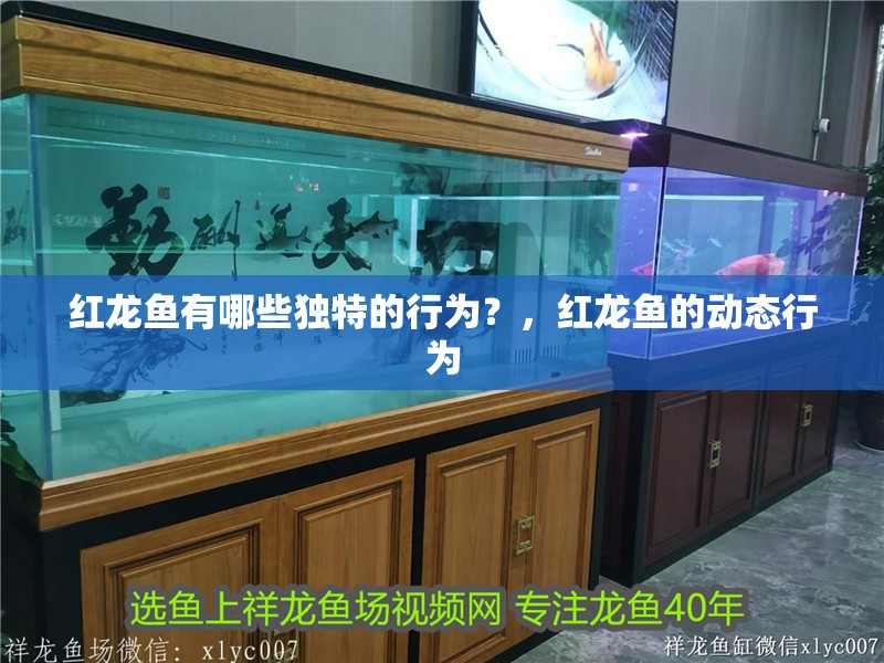 紅龍魚有哪些獨特的行為？，紅龍魚的動態行為